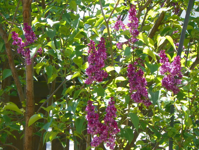 liliac Charles Joly