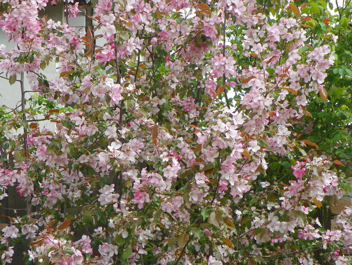 malus Rudolph