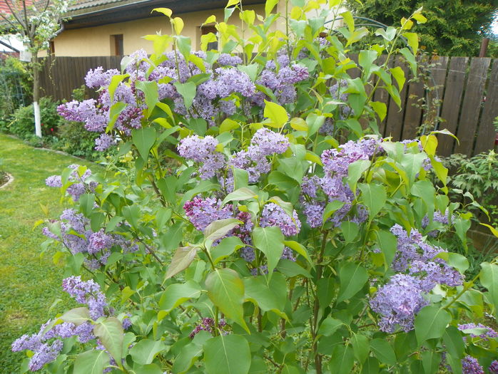 liliac Congo