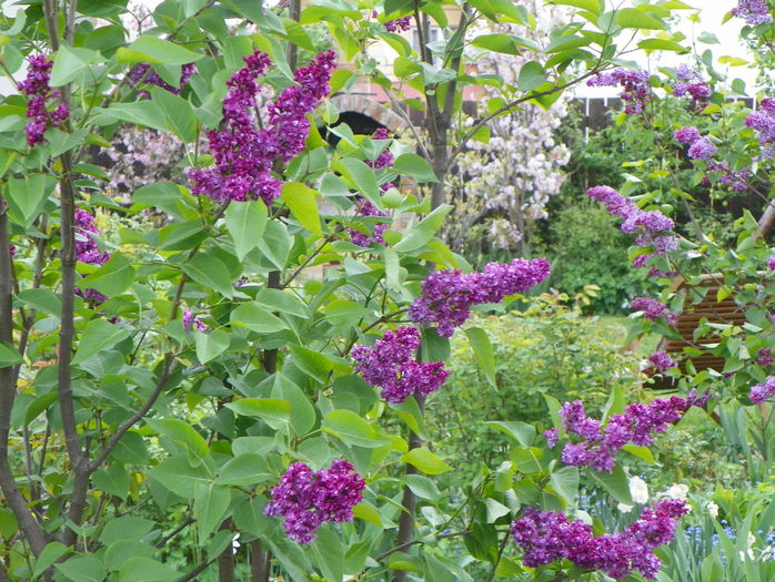 liliac Charles Joly