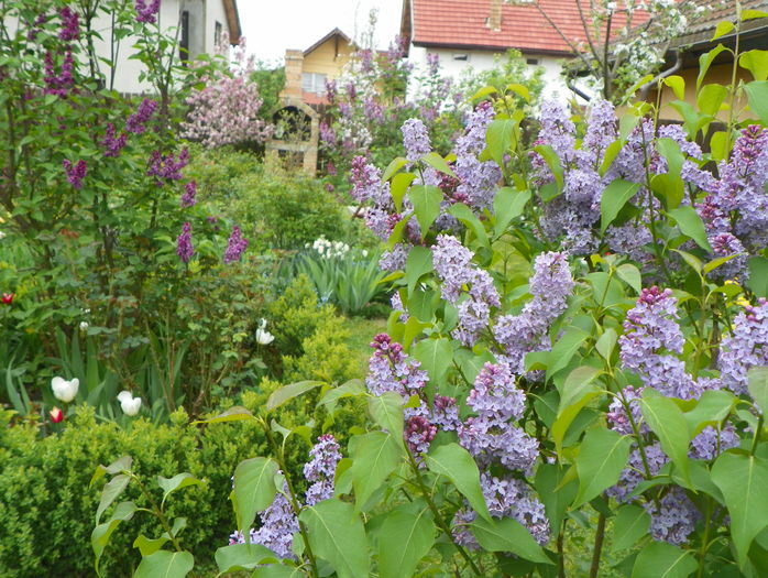 22 apr (79) - Gradina 2016
