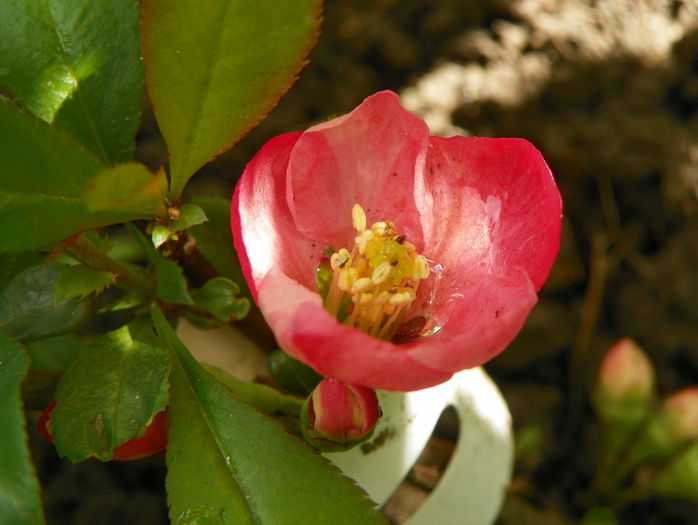 chaenomeles Pink Trail