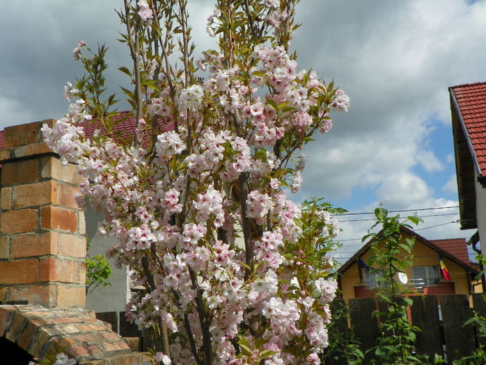 prunus Amanogawa - Copacei si arbusti 2016