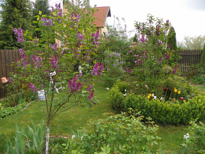 22 apr (86) - Gradina 2016