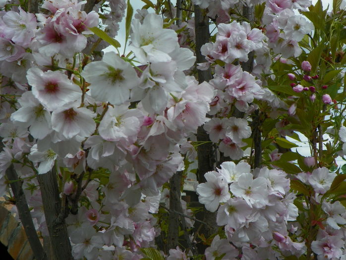 prunus Amanogawa