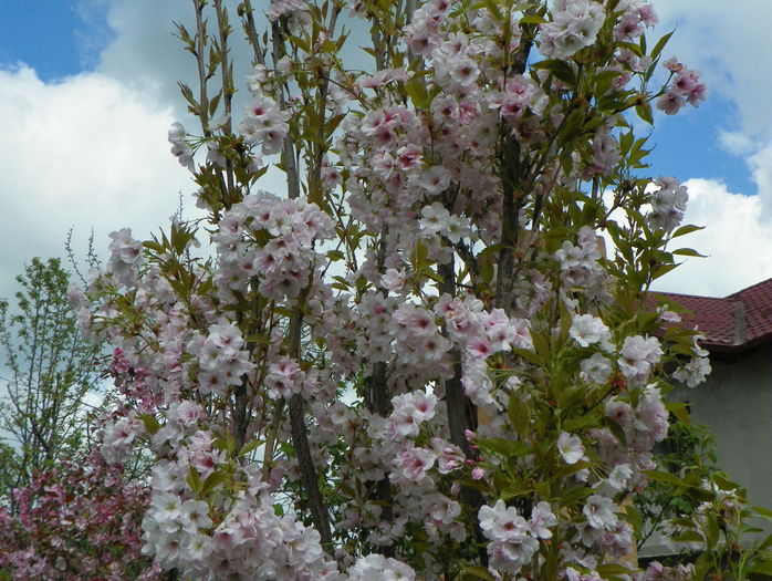 prunus Amanogawa