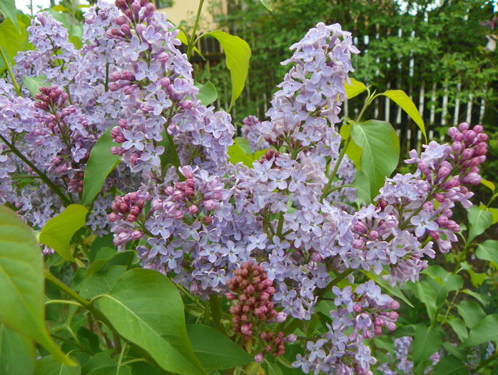 liliac Congo
