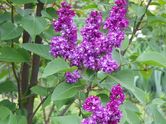 liliac Charles Joly