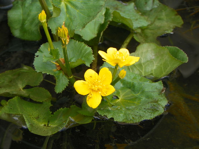 caltha palustris - Proiect 2015 lacul