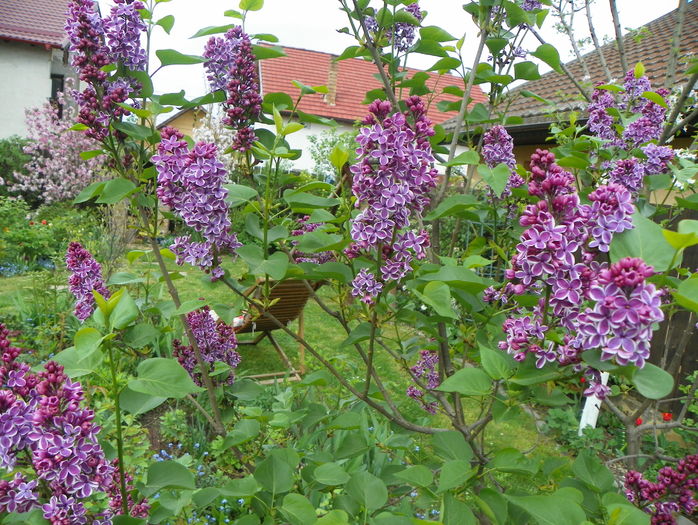 liliac Sensation