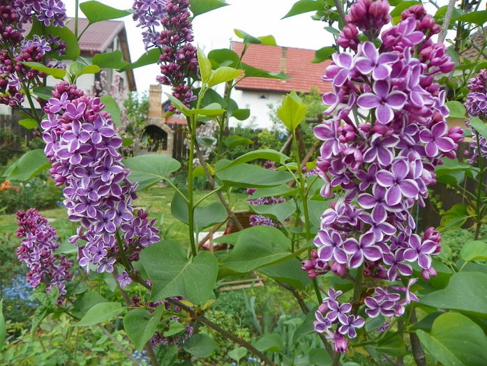 liliac Sensation
