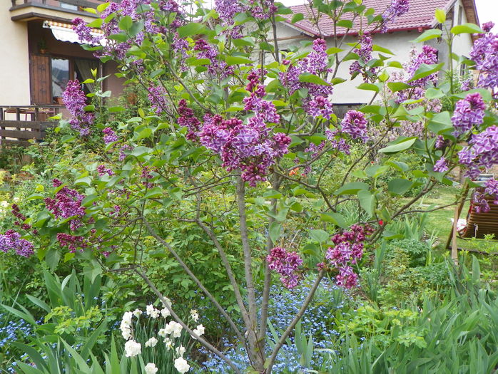 liliac Sensation