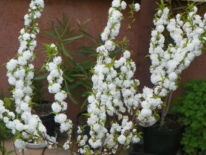prunus gland. Alba Plena