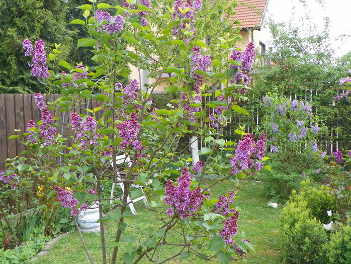 liliac Sensation