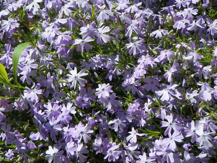 Emerald Cushion Blue