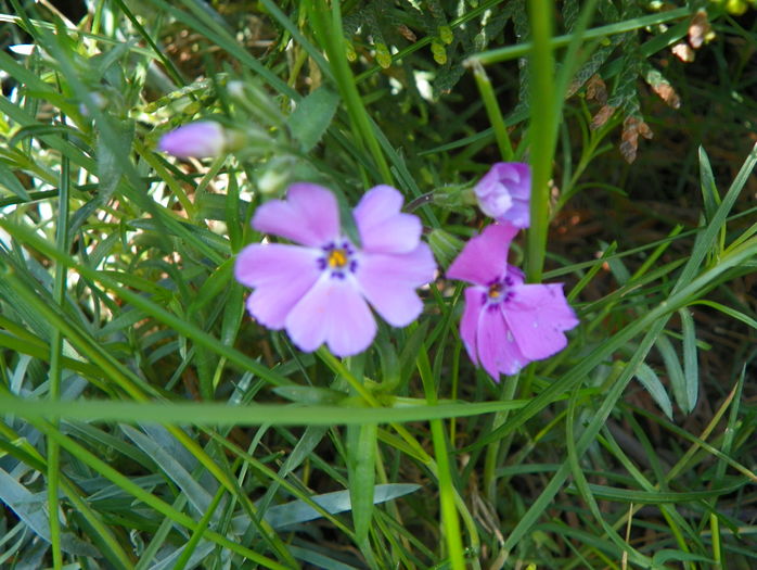 Early Spring Light Pink