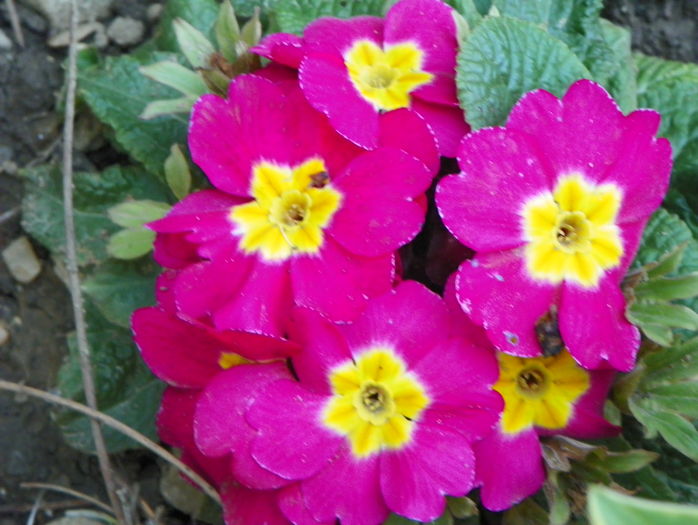 primula acaulis - Primavara 2016