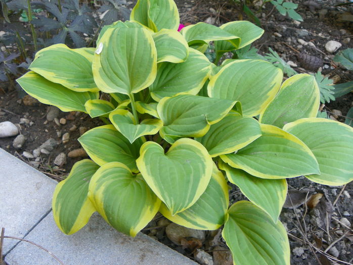 hosta Golden Tiara