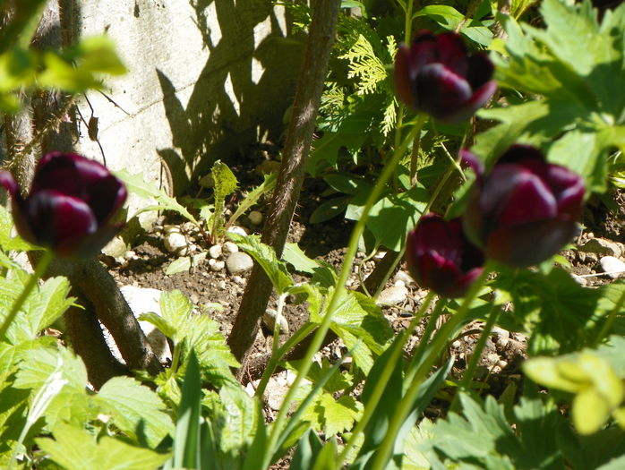 lalele Queen of Night