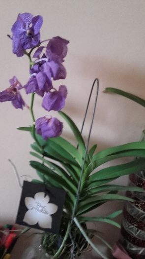 Vanda Blue Magic