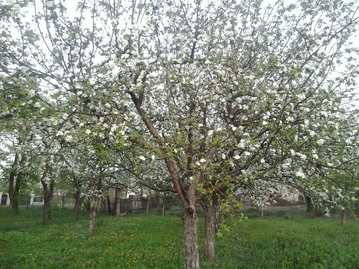 2016-04-22 19.49.13; 2016..copacii infloriti
