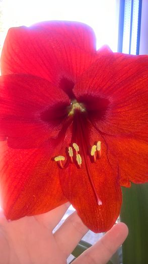 mai frumos decat in primul an