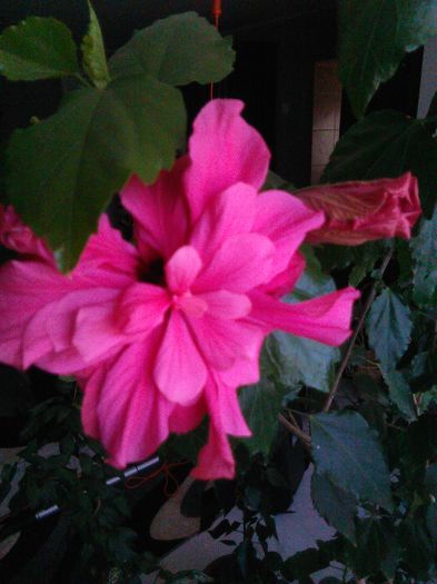 22.04.2016 - Hibiscus Classic Rosa