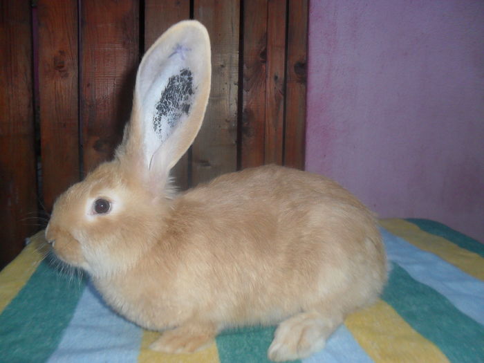 Pt. Virgil PH M cuib 4