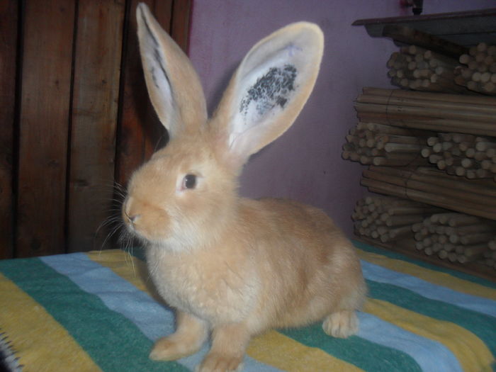 Pt. Virgil PH M cuib 4