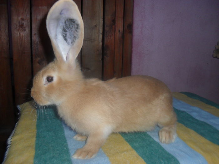 Pt. Virgil PH F cuib2