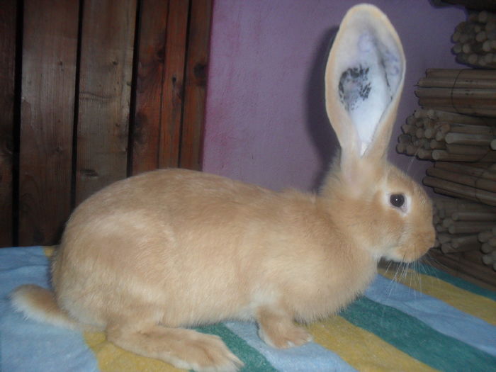 Pt. Virgil PH F cuib2