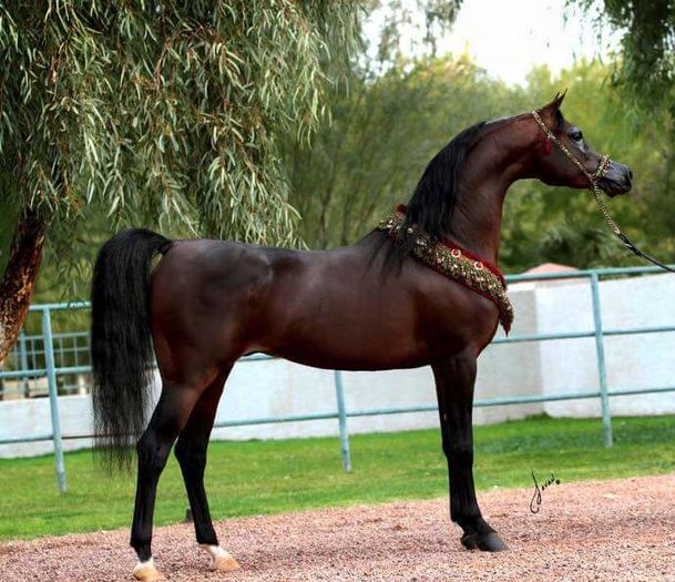 FB_IMG_1461356191238 - C Pentru cei care le plac aceste animale