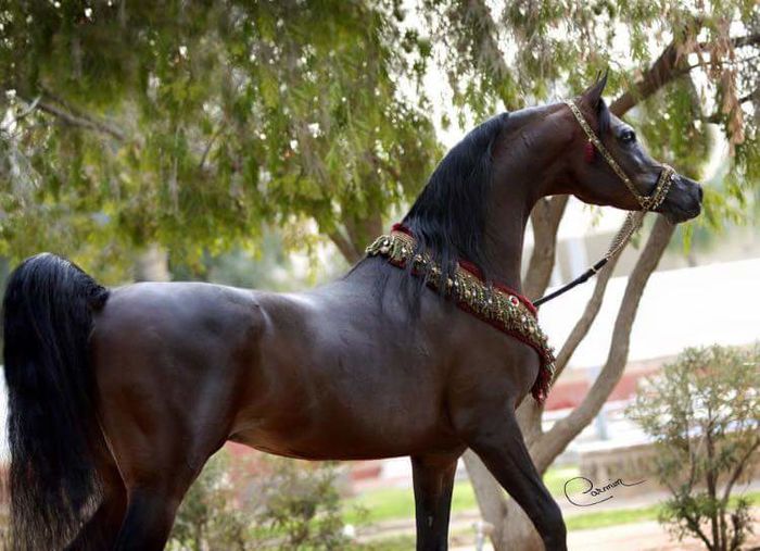 FB_IMG_1461356185195 - C Pentru cei care le plac aceste animale