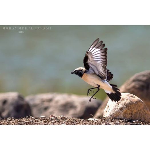 12298918_703610576441964_1254405597_n - Birds  II