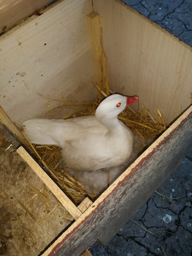 Cuib rata 2. 2016 - rata mandarin