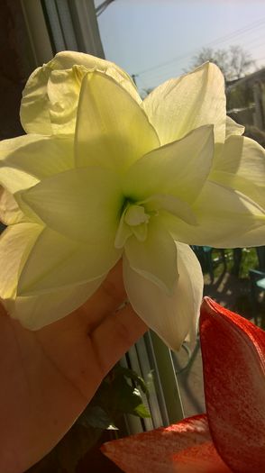 galben-verzui - amaryllis
