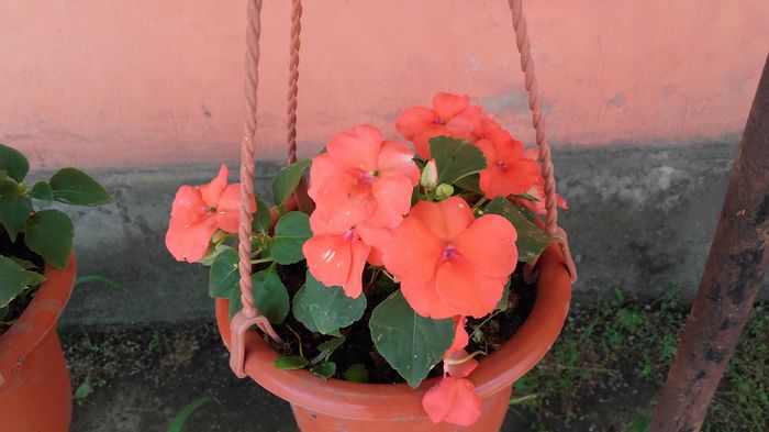 20160423_122515 - sporul casei-impatiens 2016