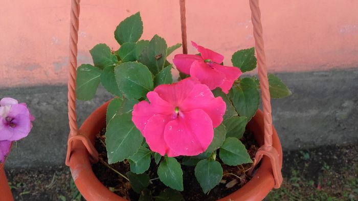 20160423_122540 - sporul casei-impatiens 2016