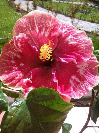 23.04.2016 - Hibiscus Lily Torbert