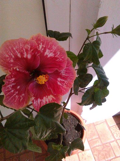 IMG_20160423_122034 - Hibiscus Lily Torbert