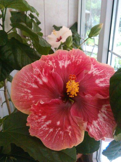 IMG_20160423_120220 - Hibiscus Lily Torbert