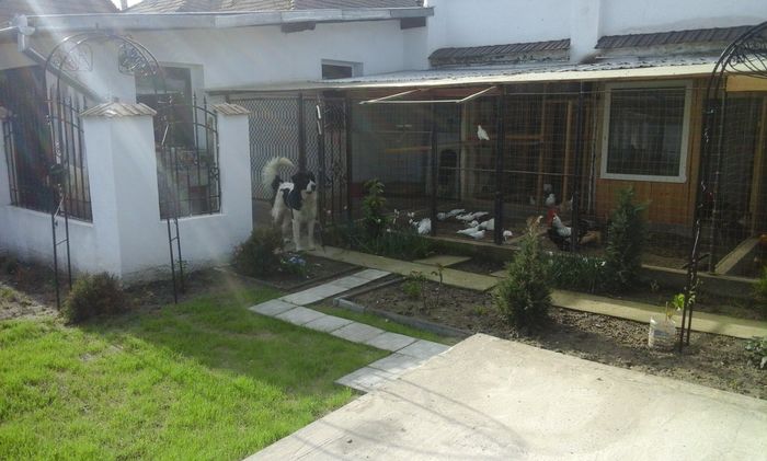 20160423_091719 - Constructii casa si gradina