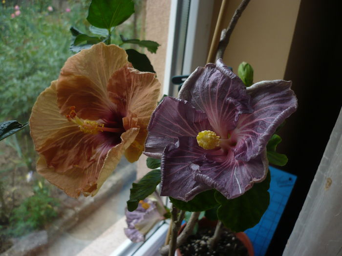 P1250938