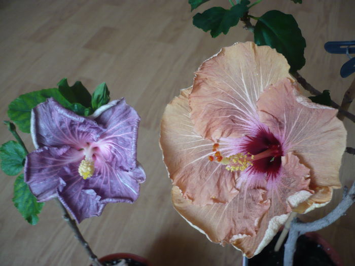 P1250942