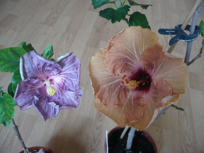 P1250943