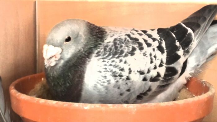 Mascul 2015 - PENTRU CRESCATORII CARE SE RESPECTA