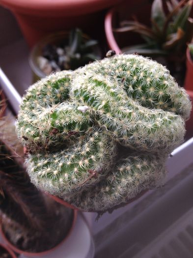 Opuntia; Opuntia
