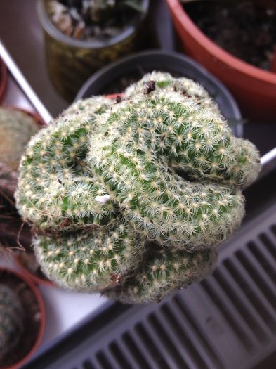 image - CACTUSI rog identificare