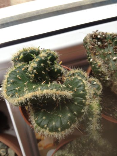 image - CACTUSI rog identificare