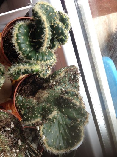 opuntia cristata; Opuntia
